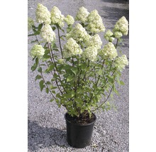 FLORASELF Pluimhortensia Hydrangea paniculata 'Limelight' potmaat Ø 29,0 cm H 80-100 cm