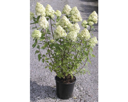 FLORASELF Pluimhortensia Hydrangea paniculata 'Limelight' potmaat Ø 29,0 cm H 80-100 cm