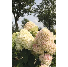 FLORASELF Pluimhortensia Hydrangea paniculata 'Limelight' potmaat Ø 29,0 cm H 80-100 cm