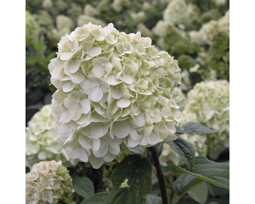 Close-up van een bolhortensia in de tuin.