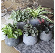 Arrangement van kamerplanten in potten op een tafelkleed