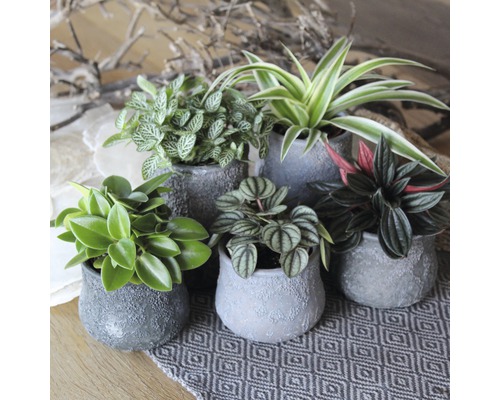 Arrangement van kamerplanten in potten op een tafelkleed