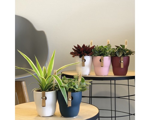 Diverse kamerplanten in decoratieve bloempotten met leren band op een tafel