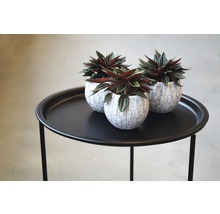 Drie Peperomia planten in potten op een tafel