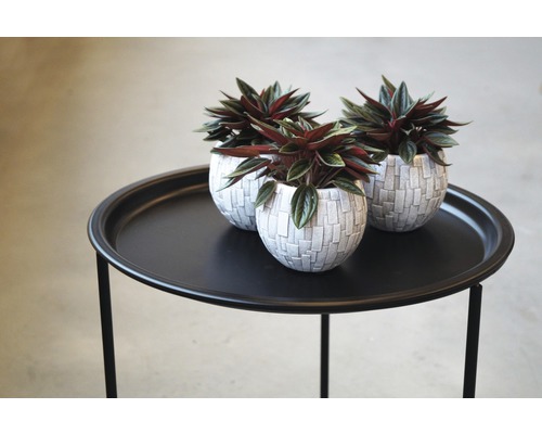 Drie Peperomia planten in potten op een tafel