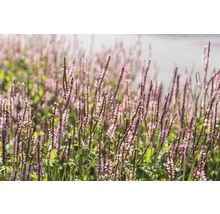 Veld met duizendknoop planten