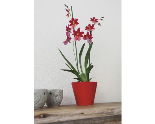 Orchidee in rode pot op een houten tafel