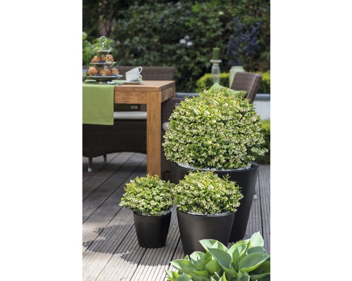 Tuinscène met tafel, stoelen en drie bosbessenplanten in potten op een houten terras.