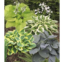 Verschillende hosta''s in een tuinborder.