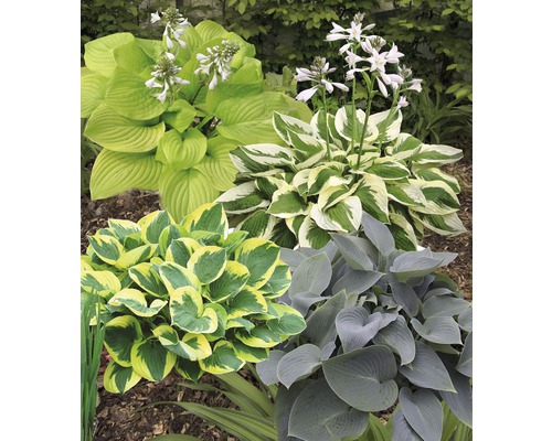 Verschillende hosta''s in een tuinborder.