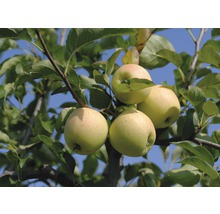 Appelboom met rijpe appels