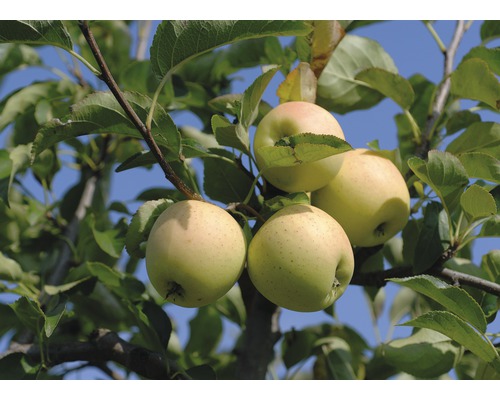 FLORASELF® Appelboom Malus domestica 'Golden Delicious' potmaat Ø17 cm
