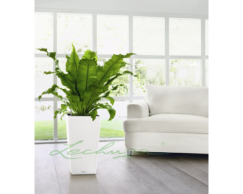 Kamerplant in een witte, vierkante plantenbak met rotanpatroon voor een raam