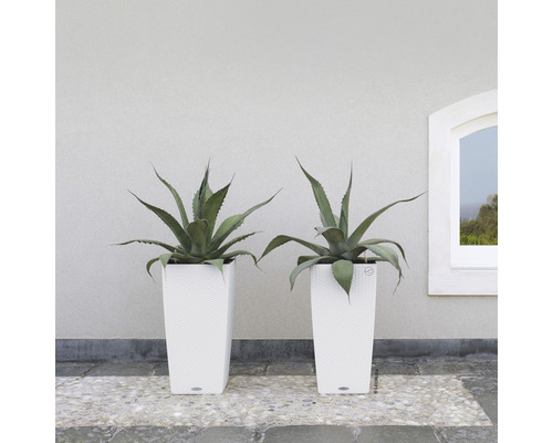 Twee agaveplanten in witte, hoge plantenbakken voor een muur en een raam.