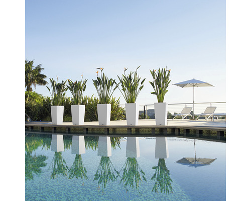 Rij plantenbakken met planten bij het zwembad