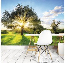 Fotobehang vlies Bomen en zon 368x254 cm
