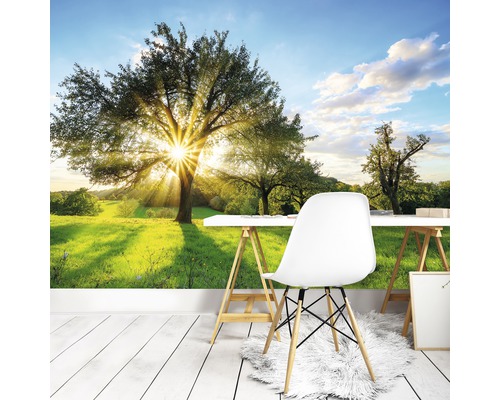 Kamer met fotobehang met boom en zonnestralen