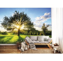 Fotobehang vlies Bomen en zon 368x254 cm