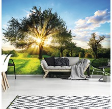 Fotobehang vlies Bomen en zon 368x254 cm