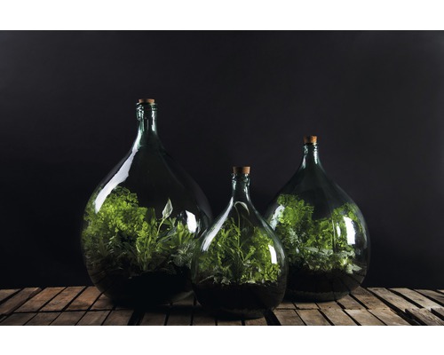 Drie glazen flessenterraria met planten op houten oppervlak