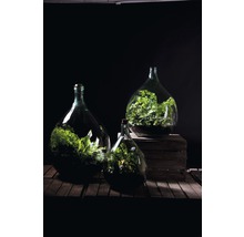 Drie glazen flessen met planten op houten kist