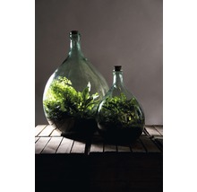 Twee glazen flessen met kurkstop en planten op een houten tafel
