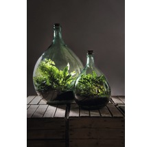 Twee flessentuinterraria met planten in glazen containers op houten kisten