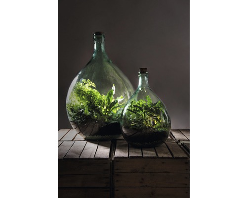 Twee flessentuinterraria met planten in glazen containers op houten kisten