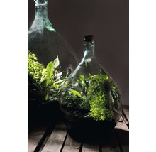 Twee glazen flessen terraria met planten op een houten tafel