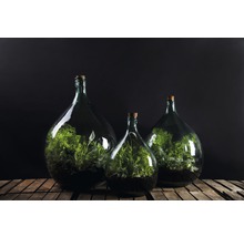 Drie glazen flessen met planten op houten oppervlak