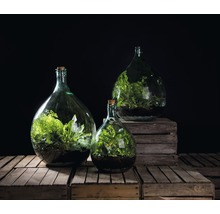 Drie flessentuinen met planten op houten kisten