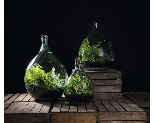 Drie flessentuinen met planten op houten kisten