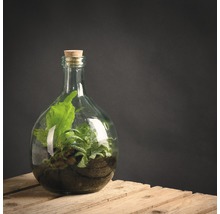 Terrarium in glazen fles met kurk op houten kist