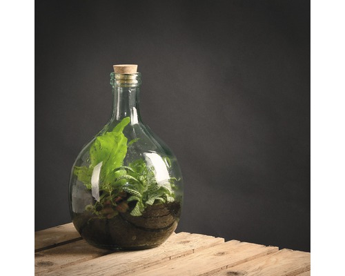 Terrarium in glazen fles met kurk op houten kist