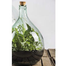 Terrarium met planten in glazen fles op houten kist