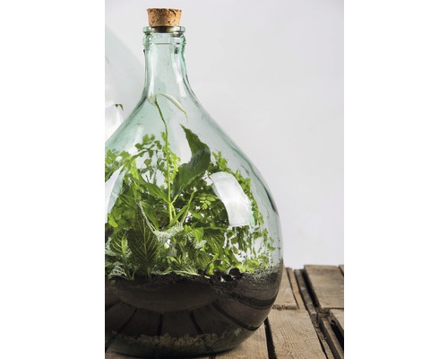 Terrarium met planten in glazen fles op houten kist