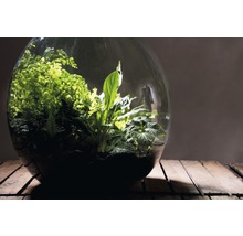 Planten terrarium met diverse planten op houten tafel