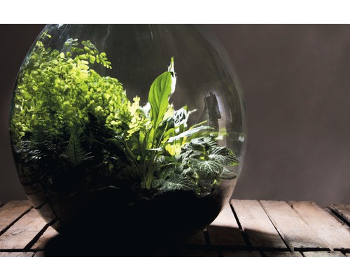 Planten terrarium met diverse planten op houten tafel