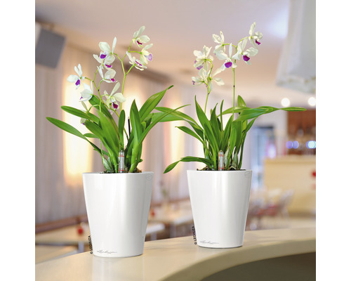 Twee witte plantenbakken met orchideeën op een tafel