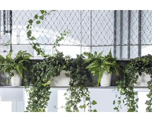 Verschillende planten in witte bloempotten op een plank voor een draadframe