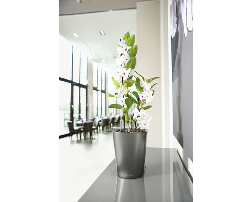 Orchidee in een grijze bloempot op een tafel in een lichte kamer