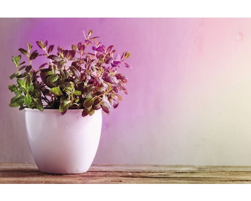 Munt in een pot op een houten tafel
