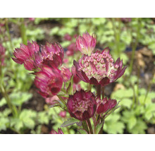 Bloeiwijzen van de Zeeuws Knoopje in de tuin