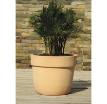 Kamerplant in een terracotta plantenbak