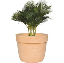 Kamerplant in terracotta bloempot
