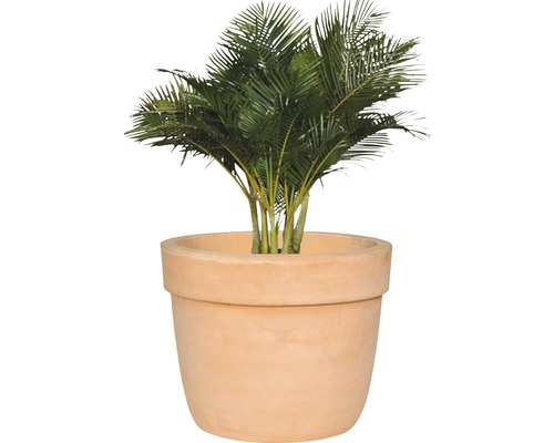 Kamerplant in terracotta bloempot