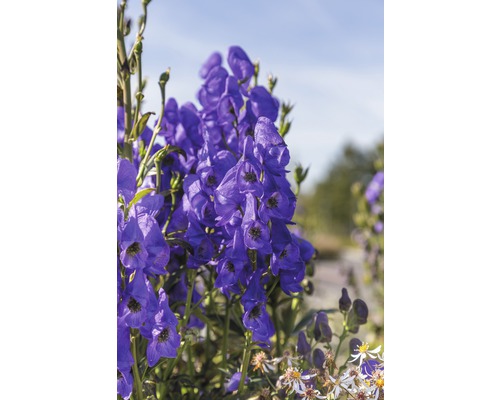 Close-up van monnikskapbloemen in de tuin.