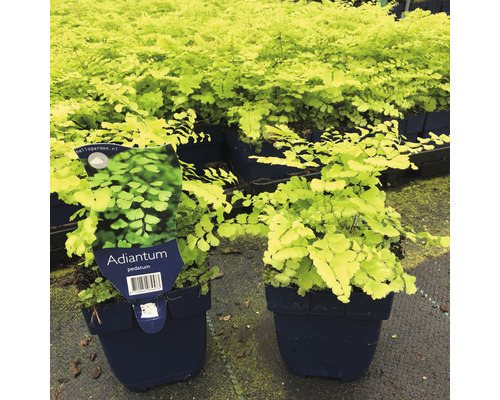 Adiantum Pedatum varenplanten in potten