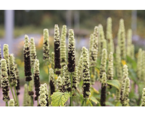 Close-up van een groep kaarsvetplanten in de tuin.