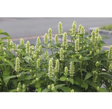 Foto van een Agastache plant met groene bladeren en lichte bloemen